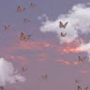 Meet your Posher, Laryn